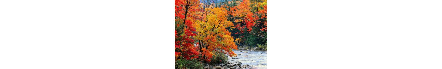 Arbres automne